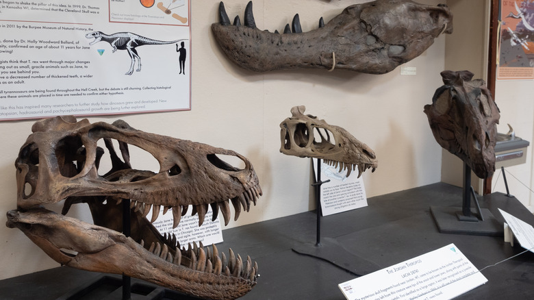 T rex fossils found at Hell Creek Formation