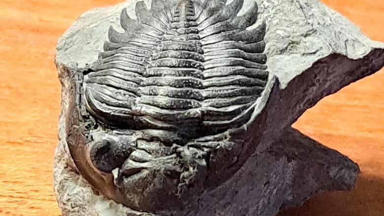 Trilobite fossil from Penn Dixie Fossil Park, New York