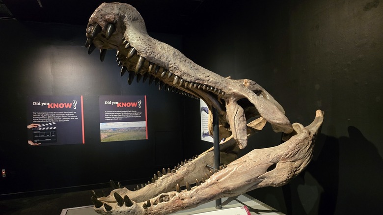 A closeup side view of a deinosuchus skull.