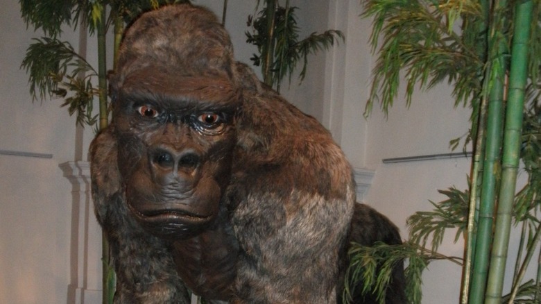 Theoretical reconstruction of Gigantopithecus blacki by bamboo