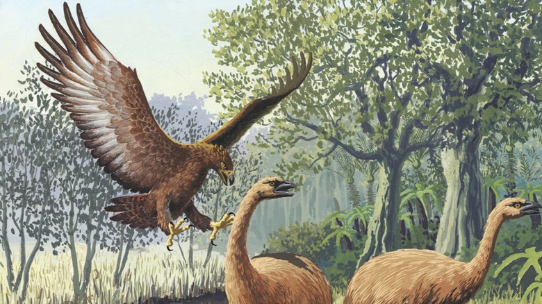 Artists depiction of Haast's Eagle attacking moas in forest