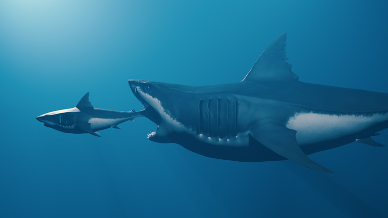 Large shark about to eat smaller shark