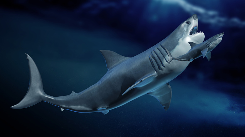 Depiction of a megalodon shark compared to a great white