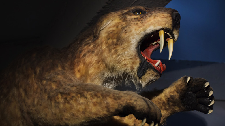 Saber-toothed tiger (Smilodon populator) displayed as a life size model.