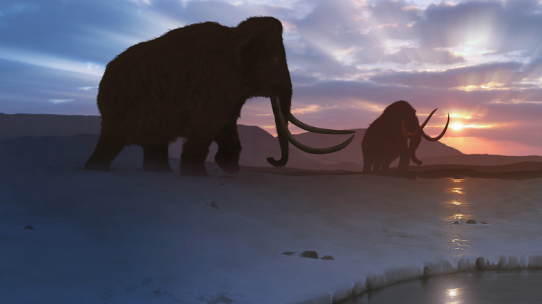 Artwork of the woolly mammoth (Mammuthus primigenius), or tundra mammoth.