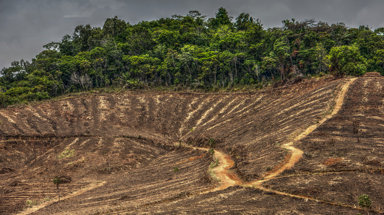 Deforestation in Alagoas, Brazil