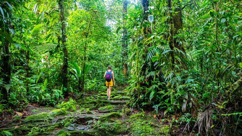 Hiker along a Costa Rican forest trail