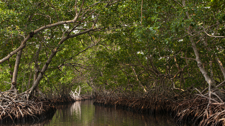 Mangrove forest in Honduras