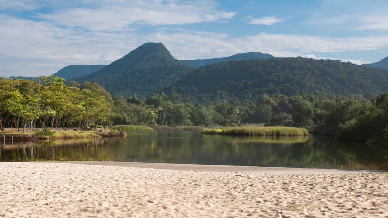 Atlantic forest of Brazil standing behind lake