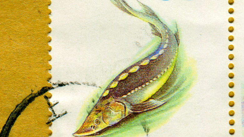 A stamp comemmorating the Dabry's sturgeon