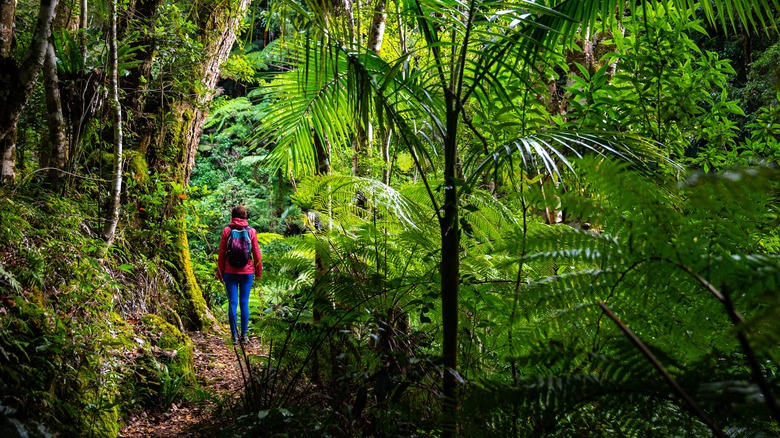 Person hiking through a forest in Queensland, Australia