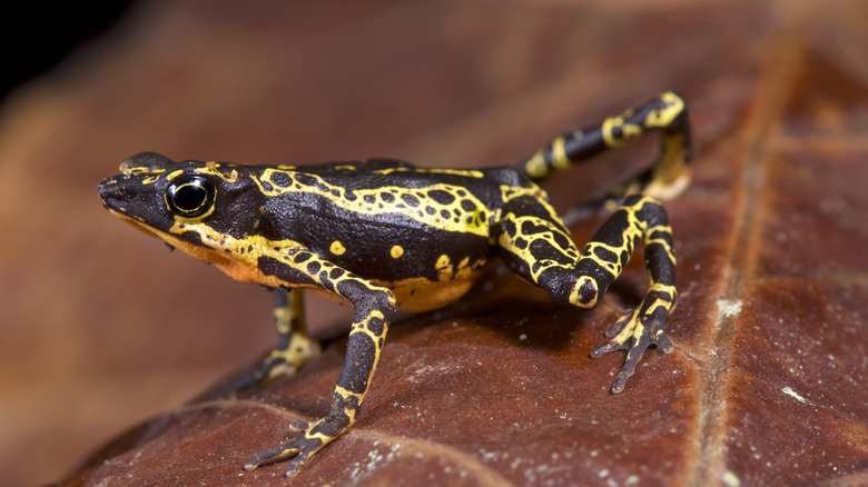 Close-up of black and yellow-spotted stubfoot toad