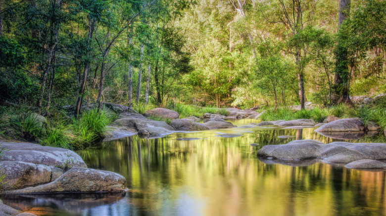 A stream through the forests of Australia