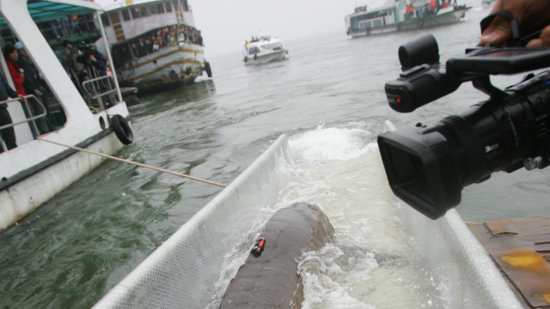 A sturgeon being set free in the Yangtze River