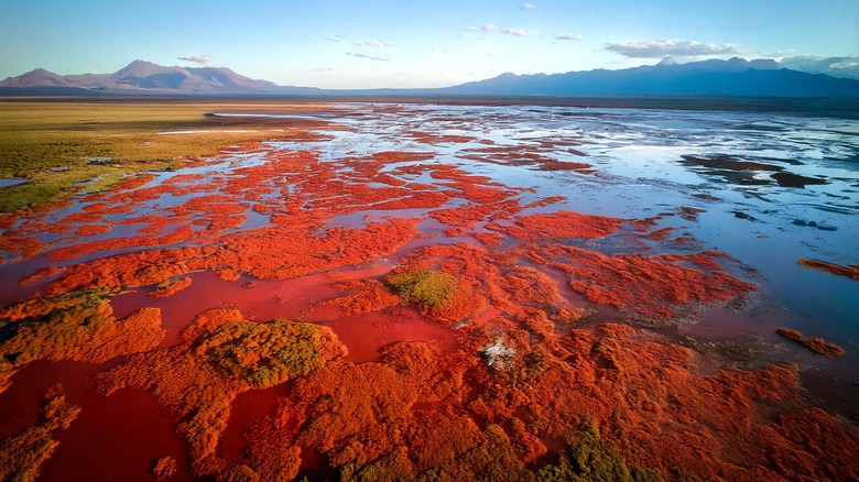 Red algae is on the beaches of Lake Natron