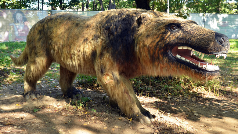 A replica of Andrewsarchus is showing its teeth