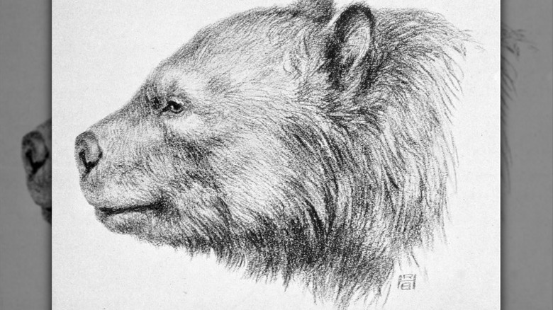 A drawing of Arctotherium shows the animal's profile