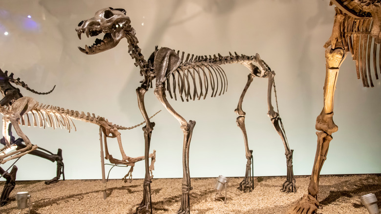 A dire wolf skeleton standing in an exhibition