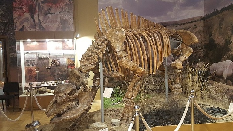 A skeleton of Elastomtherium is in a museum