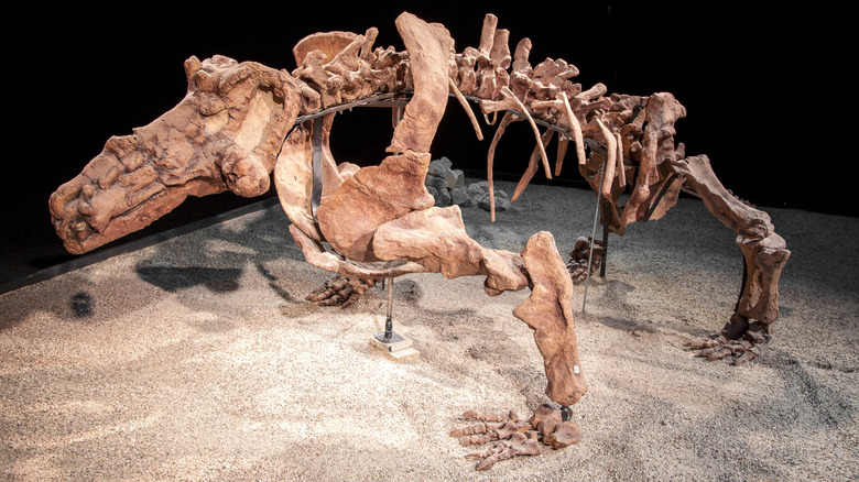 A skeleton of Inostrancevia is on display