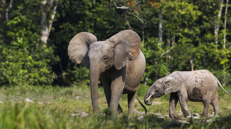 Two African forest elephants walking in forest