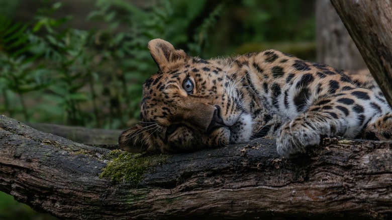 Amur leopard in a tree