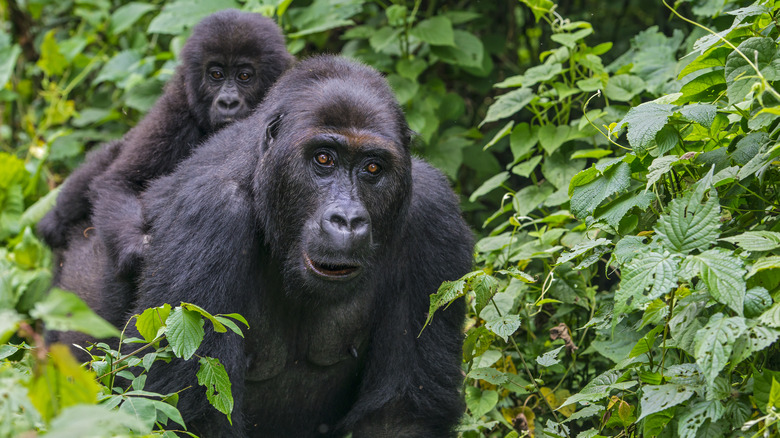 A mother and baby eastern lowland gorilla