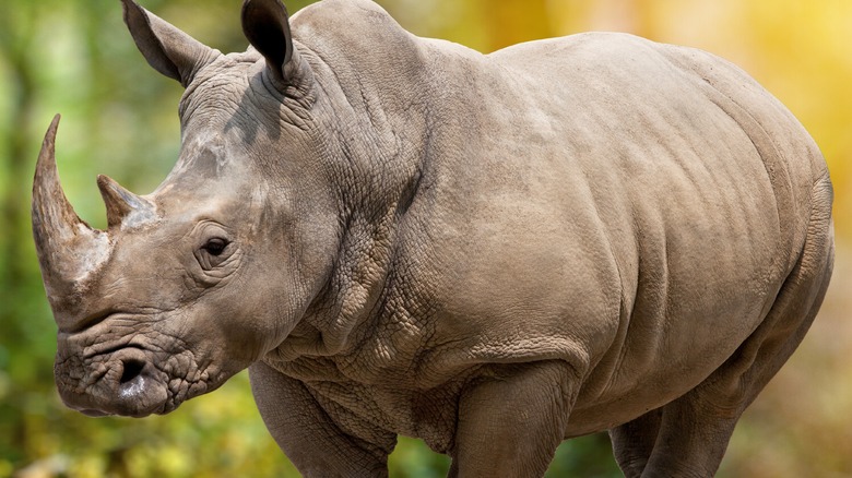 Close-up of a Javan rhino