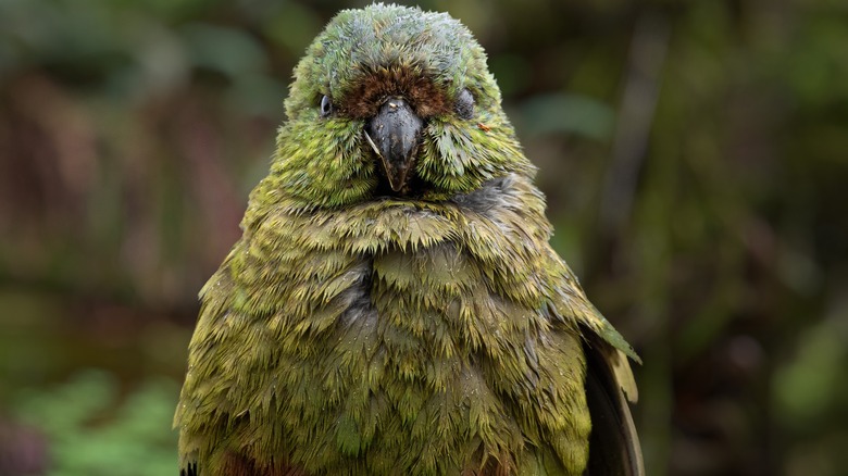 A close-up of a kakapo