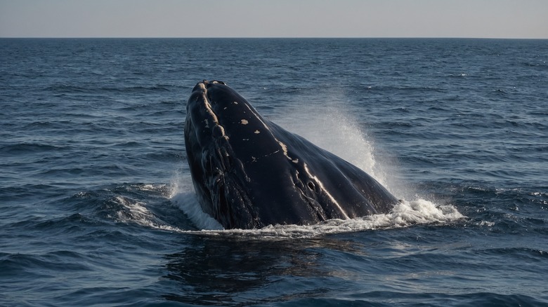 North Atlantic right whale surfacing out of the water