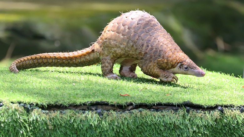 Sunda pangolin walking on grass