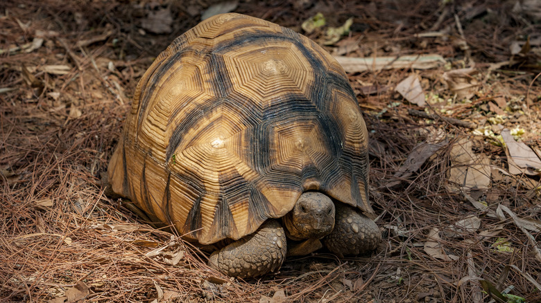 Close-up of a ploughshare tortoise