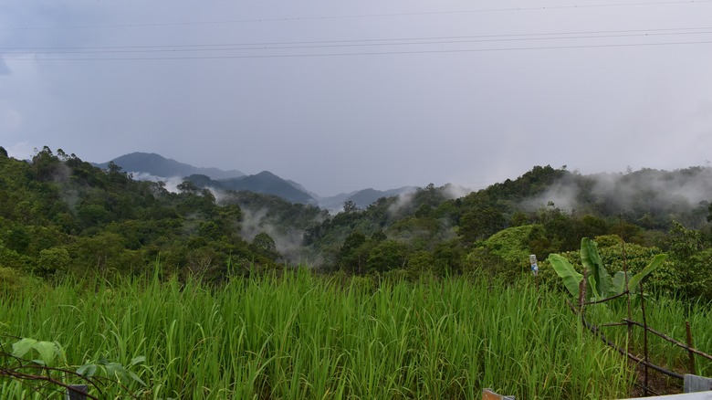 Mountains and forests of Tapanuli, Indonesia