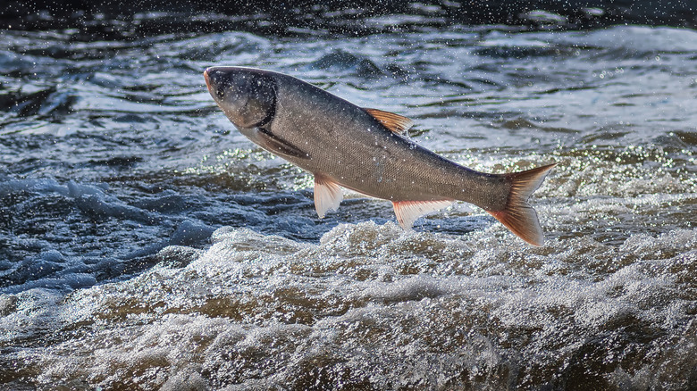 Asian carp jumping out of water