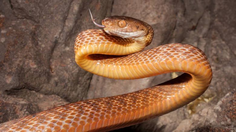 Brown tree snake in defensive pose by rocks