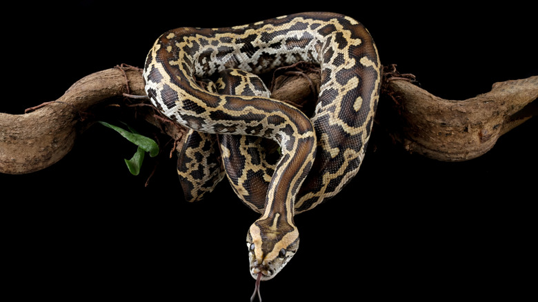 Python molurus bivittatus coiled on branch with black background