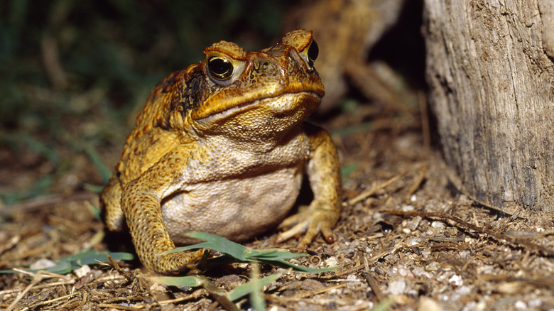 A cane toad on woodland ground by tree