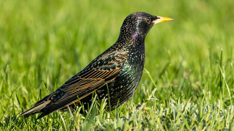 Common starling stood in grass