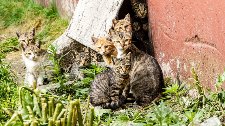 Large group of cats in grassy urban location