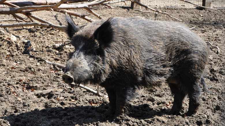 A black wild boar in the mud