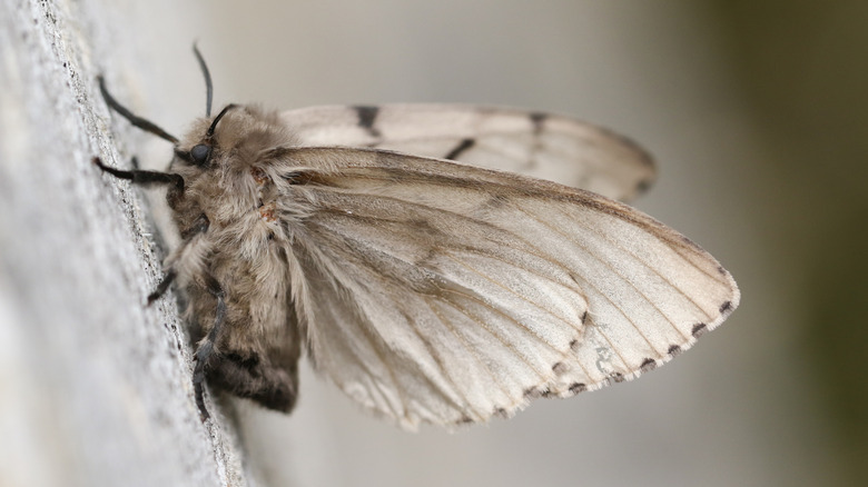 Close up of gypsy moth perched on a dead tree.