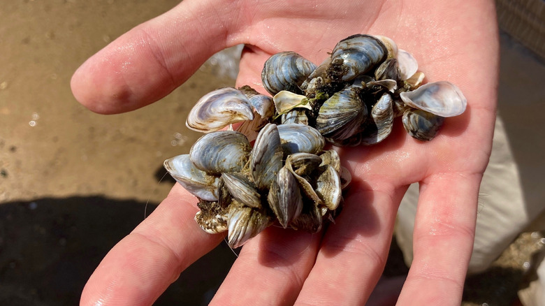 Zebra mussels held in open hand