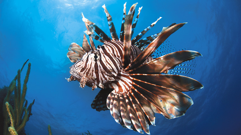 Lionfish swimming in clear blue water