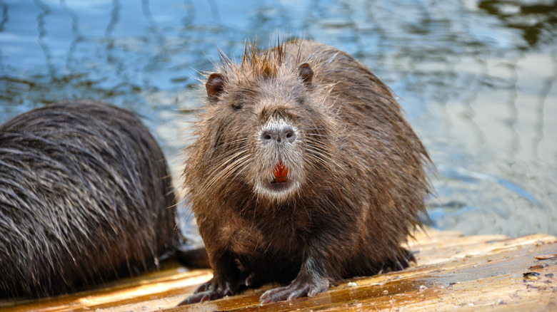 Wet nutria on a wooden platform near a pond