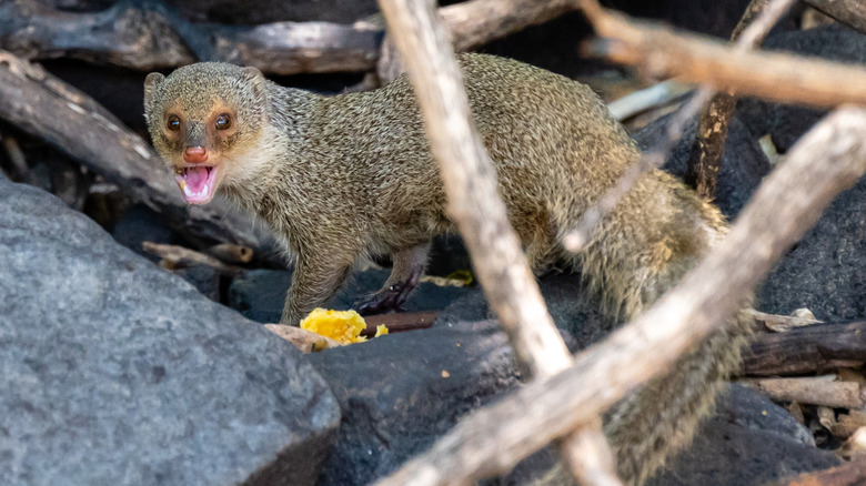 Small Indian mongoose teeth bared walking on rocks