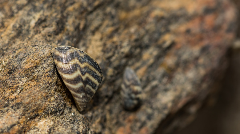 Close up of zebra Mussel on rock