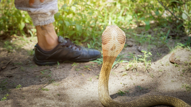 Asian Cobra tries to bite a human leg