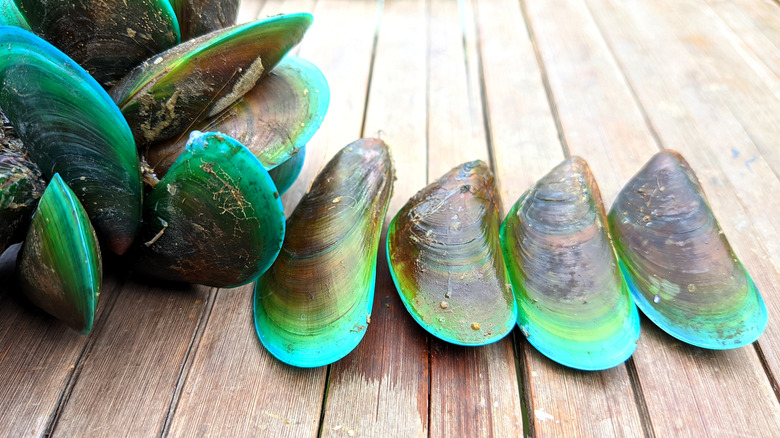 Cluster of Asian green mussels in a boardwalk