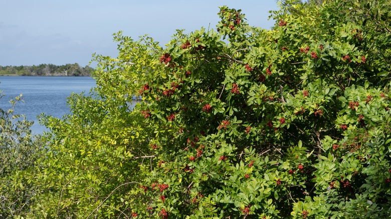 Brazilian peppertrees near the water