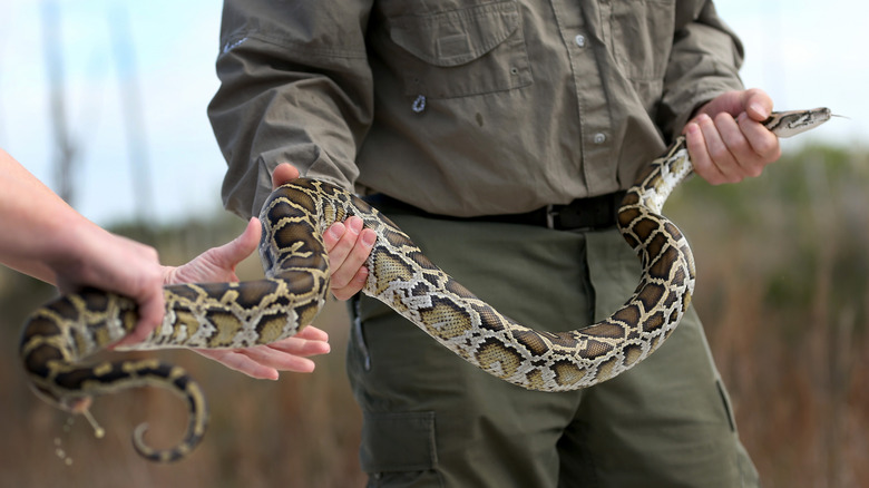 Person holding a Burmese python captured in the Everglades